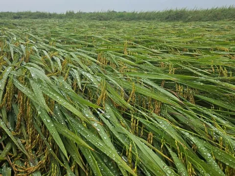 Hơn 1.600ha lúa ở Quảng Bình bị ngã đổ sau trận mưa lớn