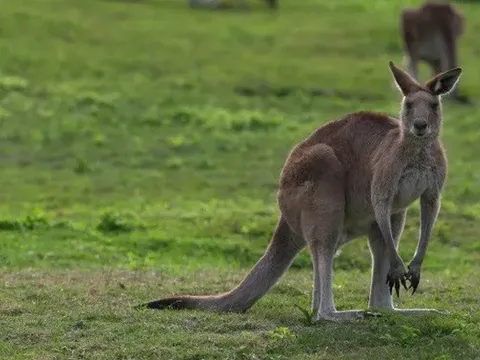 Người đàn ông nghi bị kangaroo tấn công dẫn tới tử vong