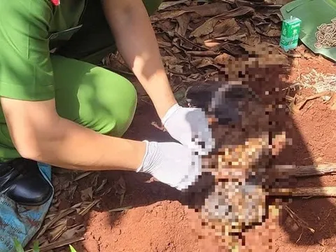 Điều tra vụ thi thể trẻ sơ sinh trong vườn chuối tại Bà Rịa - Vũng Tàu