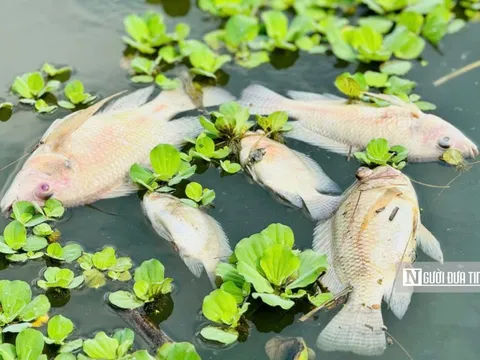 Nước bất ngờ chuyển màu đen, cá chết hàng loạt trên sông Bàu Giang