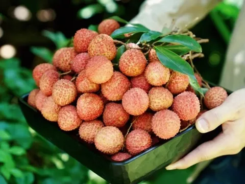 Tăng giá trị vải thiều bằng ứng dụng công nghệ