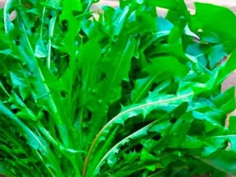Cây dại ven đường ở Việt Nam sang nước ngoài hoá đặc sản đắt đỏ, Mỹ đánh giá "tốt bậc nhất thế giới"