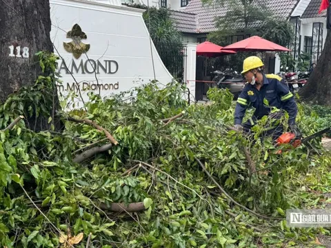 Tp.HCM: Cắt tỉa cây xanh, giải quyết điểm ngập, đảm bảo an toàn cho người dân
