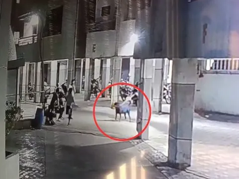 Đang đi cùng dì, bé gái 4 tháng tuổi bị chó dữ tấn công tử vong