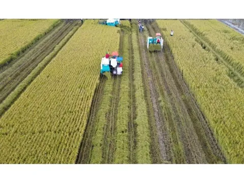Khoa học công nghệ mở đường cho Đề án 1 triệu ha lúa 'xanh'