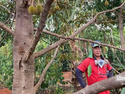 Sầu riêng chưa kịp lớn đã rụng trắng gốc, nông dân Gia Lai đối mặt nguy cơ mất mùa