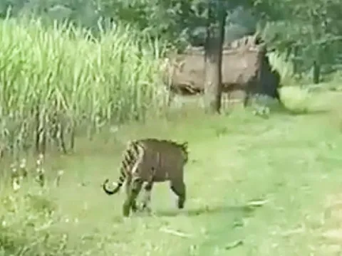 Đang tưới nước trên cánh đồng, người đàn ông bị hổ dữ vồ tử vong