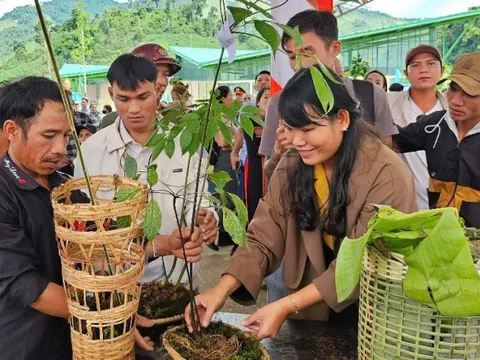 'Tri thức dân gian về sâm Ngọc Linh' là Di sản Văn hóa phi vật thể quốc gia