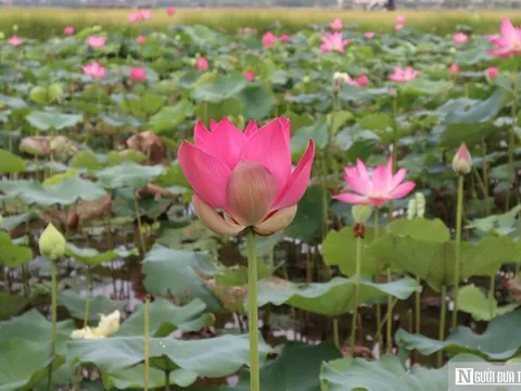 Tháng Năm về, ngắm hoa sen bình dị ở quê Bác
