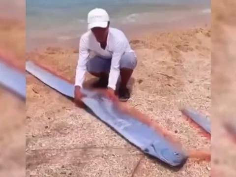 Cá mái chèo quý hiếm dạt vào bờ biển Ninh Thuận