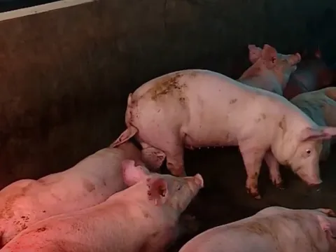 Đột xuất kiểm tra, phát hiện vi phạm tại cơ sở chăn nuôi ở Đà Nẵng