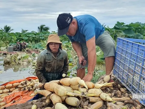 Thu tiền triệu mỗi ngày nhờ loài cây có lợi từ củ đến hoa