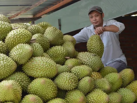 Tiền Giang áp dụng hiệu quả nhiều biện pháp kỹ thuật phát triển sầu riêng