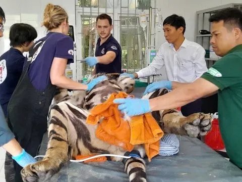 Quy trình khám sức khỏe cho 7 con hổ Đông Dương được tiến hành như thế nào?