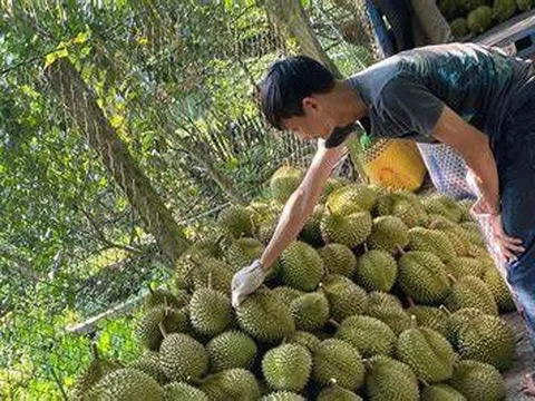 Lối mở cho phát triển bền vững ngành sầu riêng