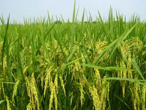 Chủ động phòng dịch cho lúa Xuân tại Đồng bằng sông Hồng