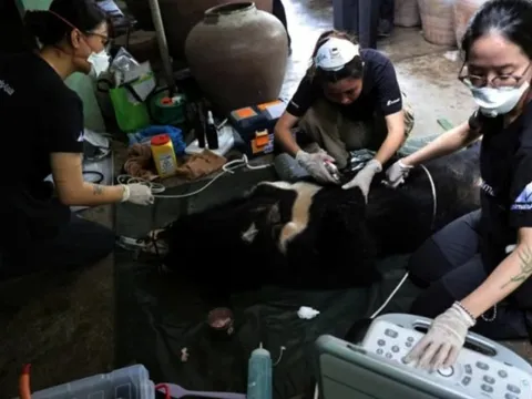 Nghệ An: Chuyển giao cá thể gấu ngựa hơn 20 năm tuổi cho Trung tâm Cứu hộ gấu Việt Nam