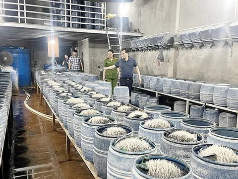 Lào Cai: Phát hiện hàng trăm tấn giá đỗ được ủ bởi hóa chất có hại cho sức khỏe