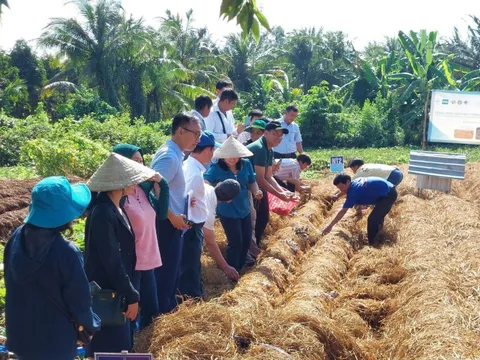Biến rơm rạ thành 'vàng xanh': Công nghệ đột phá từ đồng ruộng