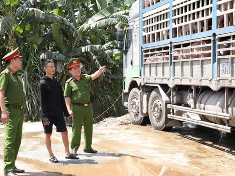 Bắt 18 tấn lợn nhiễm dịch tả châu Phi đi tiêu thụ