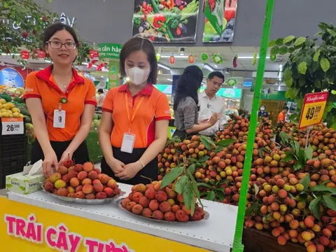 Hàng trăm tấn vải thiều Lục Ngạn lên kệ ở siêu thị miền Nam