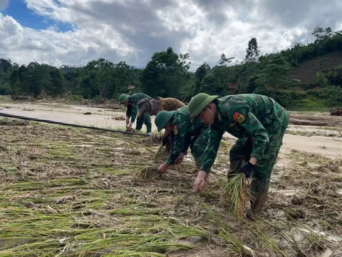 Bộ đội biên phòng giúp người dân thu hoạch lúa sau trận lũ quét