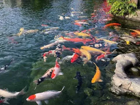 Đàn cá Koi hơn 1 tỷ đồng bất ngờ chết hàng loạt, người phụ nữ sốc nặng khi biết lý do