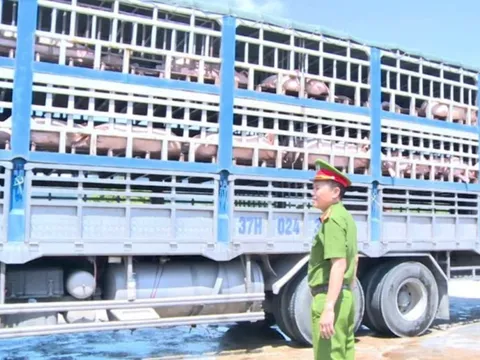 Vụ vận chuyển lợn dịch đi tiêu thụ: Chủ hàng khai mua qua mạng xã hội