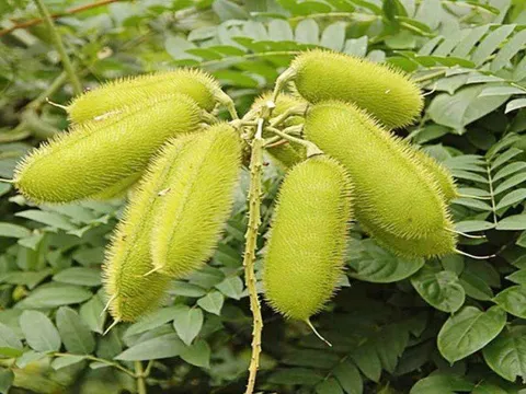 Cây dại xưa mọc đầy đường nay giá 300.000 đồng/kg