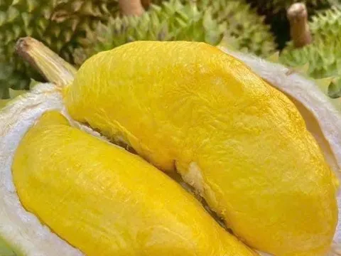 9 biện pháp thúc đẩy xuất khẩu sầu riêng