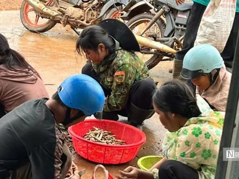 Kiếm tiền triệu mỗi ngày nhờ “lộc trời”