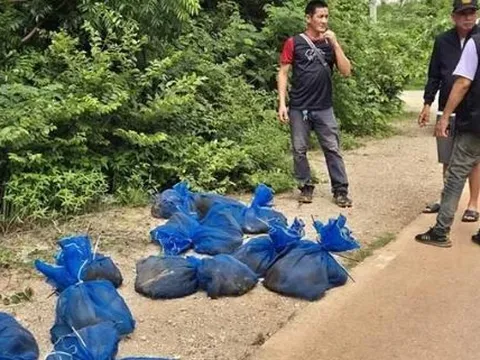 Bí mật "động trời" bên trong hàng chục chiếc túi lạ treo trong rừng