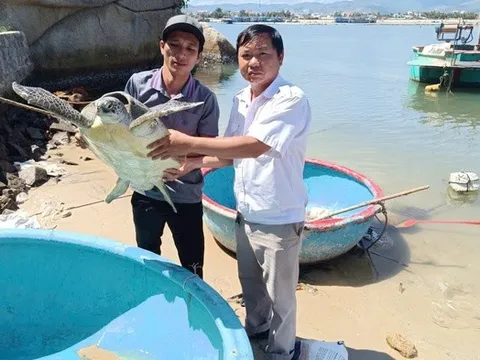 Ngư dân Bình Định liên tục giải cứu rùa biển quý hiếm