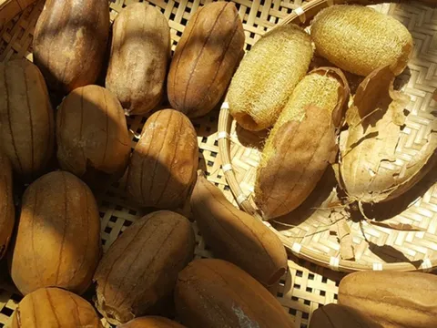 Thứ đặc sản xưa rụng thối gốc không ai nhặt, nay quý như "mỏ vàng" nhặt bán gần 1 triệu/kg