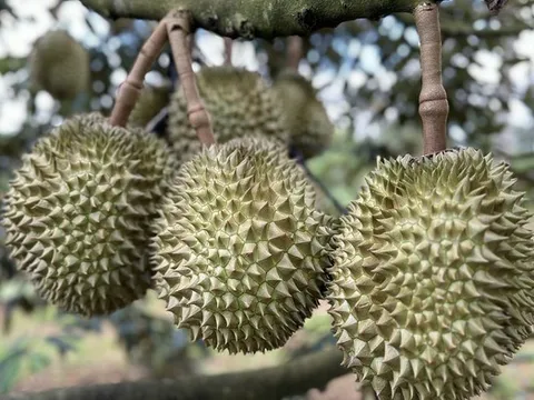 Truy nã kẻ lừa bán sầu riêng, “ẵm” hàng tỷ đồng tiền cọc của nhiều tiểu thương