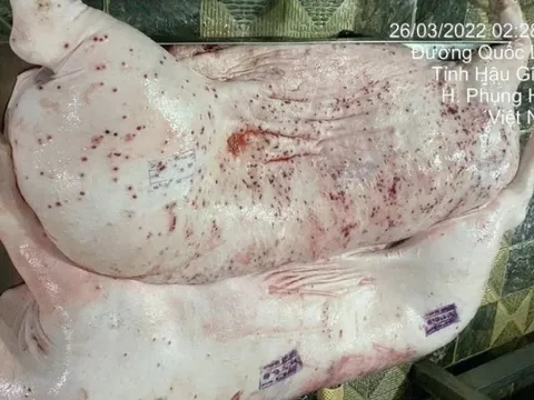 Thông tin mới về kiểm dịch sai sản phẩm lợn bệnh của Công ty C.P. Việt Nam