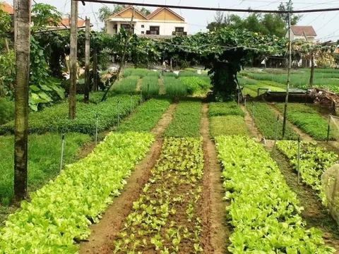 Điều kiện, chi phí tách thửa đất nông nghiệp theo quy định mới nhất nhà nông nên biết