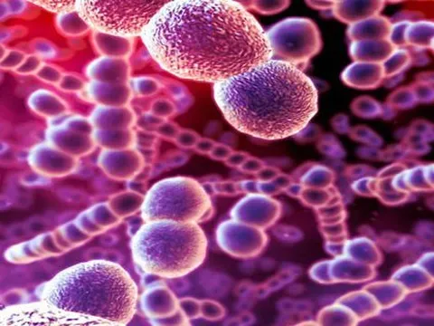 Nâng cao năng lực dự phòng các bệnh liên quan đến phế cầu khuẩn