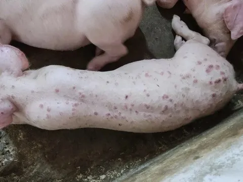Lợn phải tiêu hủy do dịch bệnh được hỗ trợ 40.000 đồng/kg hơi