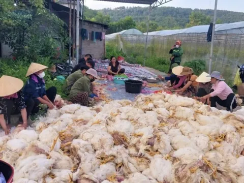 Người dân đến hỗ trợ, giải cứu chủ trại có hơn 10.000 con gà chết ngạt
