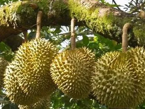 Phát triển sầu riêng bền vững từ giám sát sản xuất, chế biến