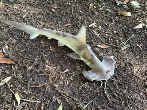 Kỳ lạ: Cá mập từ trên trời rơi xuống sân golf