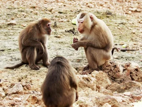 Khám phá đảo khỉ giữa lòng hồ Ngàn Trươi