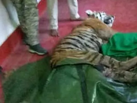 Đi vệ sinh, người phụ nữ 55 tuổi bị hổ dữ vồ tử vong