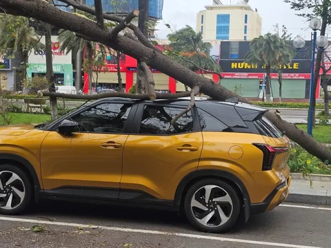 Bình Định: Ảnh hưởng của bão số 1, nhiều cây xanh ngã đổ, một phụ nữ bị thương