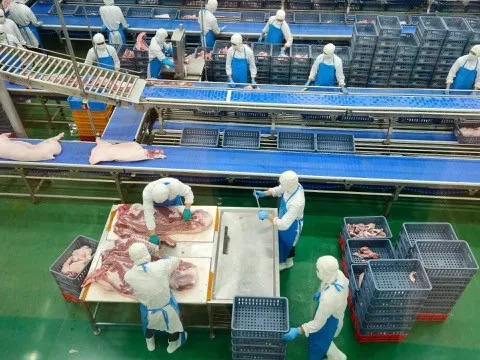 Hà Nội kiểm tra hoạt động giết mổ lợn tại Công ty CP Việt Nam chi nhánh Chương Mỹ