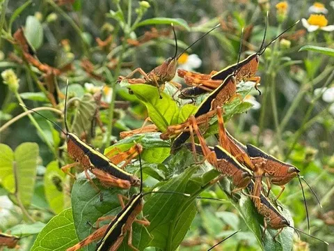 Chủ động phòng tránh tác hại của châu chấu tre đến môi trường
