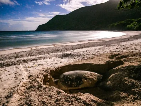 Cột mốc đáng tự hào: Hơn 30.000 cá thể rùa biển được thả về đại dương tại Côn Đảo