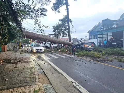 Mưa lớn, thông cổ thụ tại Lâm Đồng đổ, đè bẹp xe hơi đang chạy