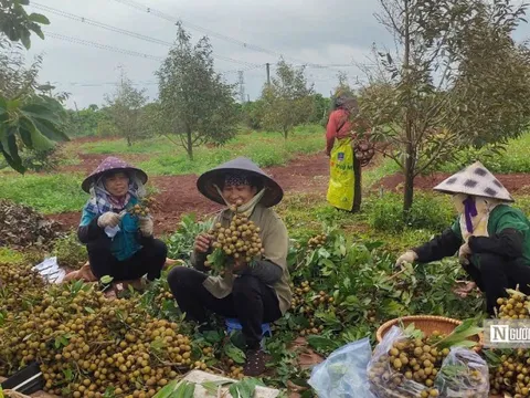 Làm chủ mùa vụ, nông dân Gia Lai hái trái ngọt quanh năm
